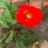 phuclam2662016