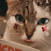 stup1d.dxr14n