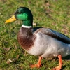 ducking_2.0