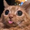 waos_2.0x
