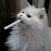 nelsonfreek