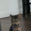 sawyer_the_cat1