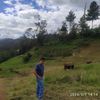 wilcieza