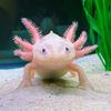 axolotl.commenter