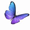 moonlight_magpie