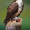 harvinraj032536