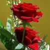 user52195600374695