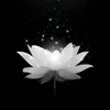 nguyenhoang2245