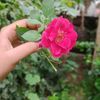 shohana9908074160196