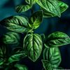 atiq_0023