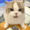 foxypupu