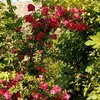 ahmad_m067