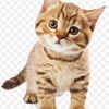 tonyjacob19