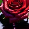 mariflor863