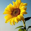 nhithostore23