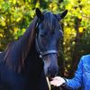 theeducatedequestrian