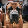 cadettheboerboel