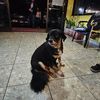 fran_badminton10