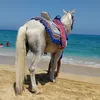 hafidboukhari8