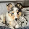 enzothesheltie