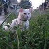 bagus_irawan96