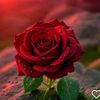 ayouburrehman96