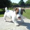 jackrussellsx3