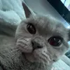 sarahkhan_462