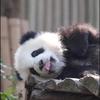 internationalpanda