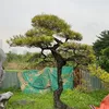 tachung363
