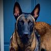 CASA_K9