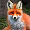 foxztrotvr