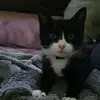 miaou48