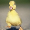 hungry_duck_0.0