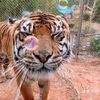 nottiger.mp3