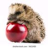 learningporcupine