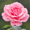 elisee296