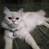 pelanggatan2