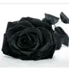 rose_24651