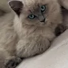mumuzzragdoll