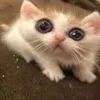 babysharkkkkk04