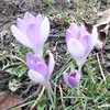 dornigerose5