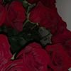 tambush_07