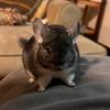 chesterthechinchilla