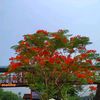 who_alamin_80