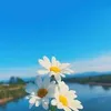 lam.pham5076