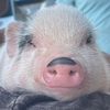 benitothepig