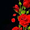 user73668887021385