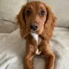 tuckerthesprockerspaniel