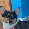 charliethecorgi44